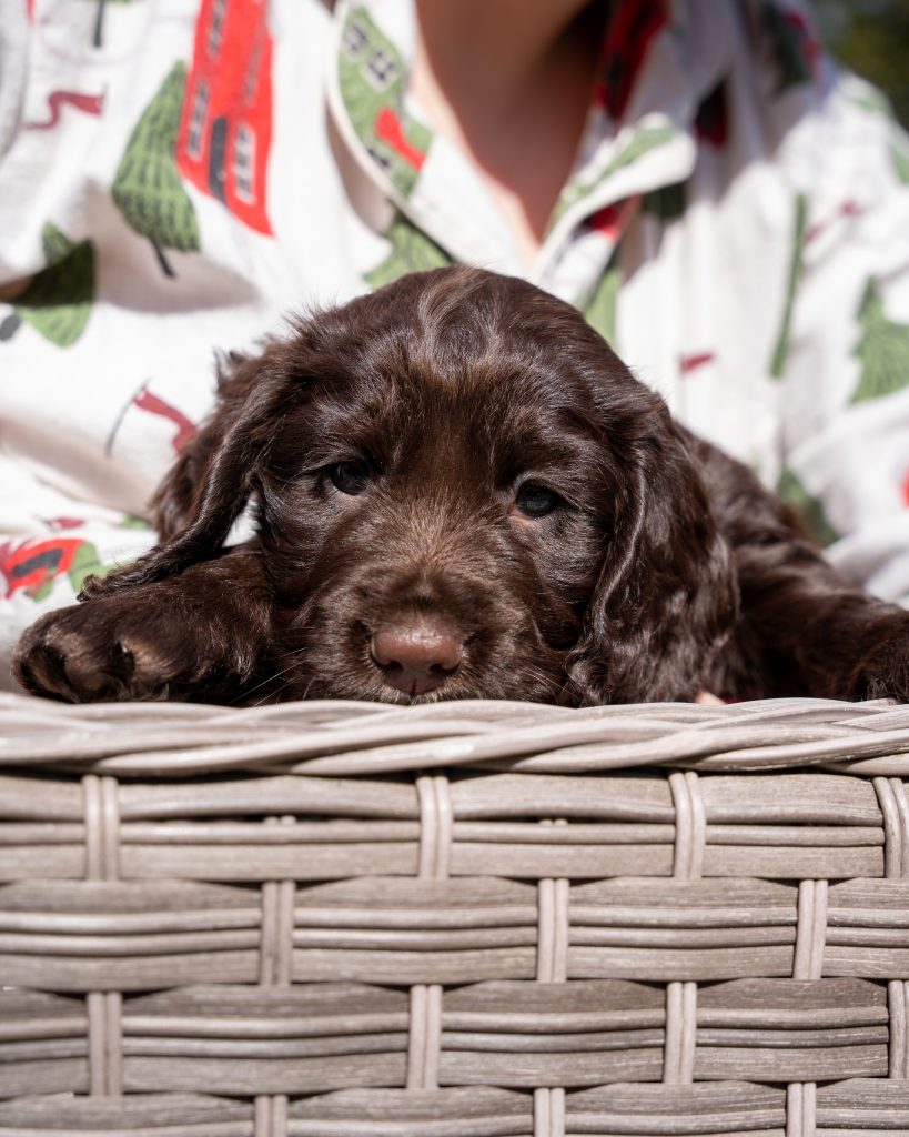Brown cocker spaniel puppy staring at the camera