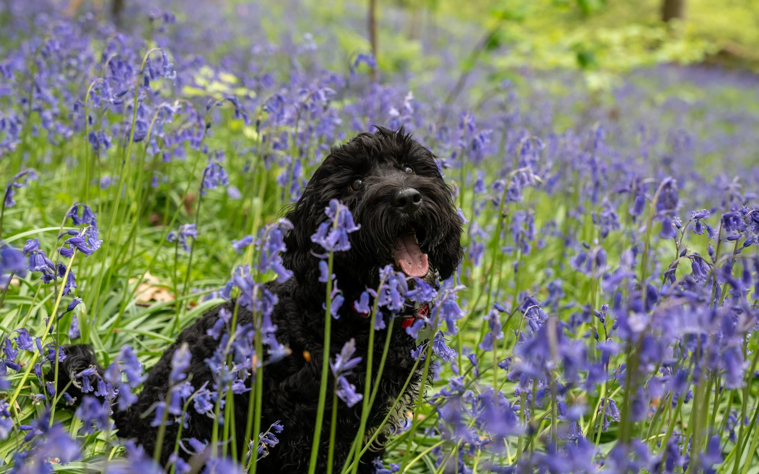 Dog with soft background bokeh