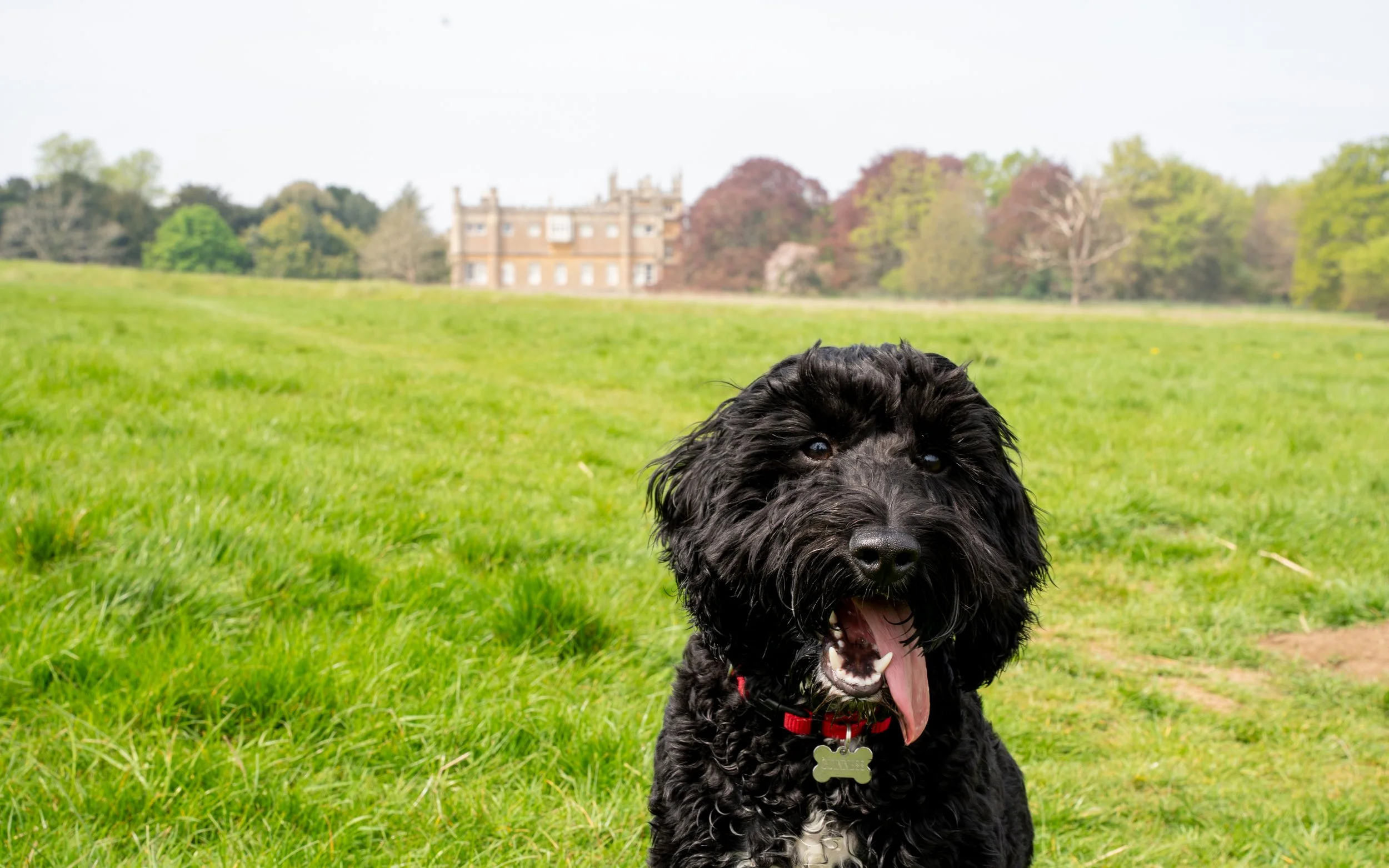 Dog portrait in natural light