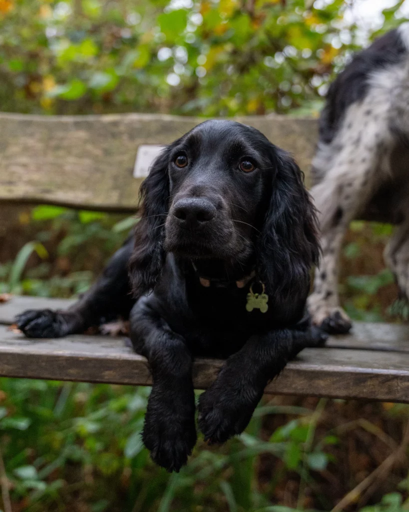 Black cocker spaniel chilling on a bench
