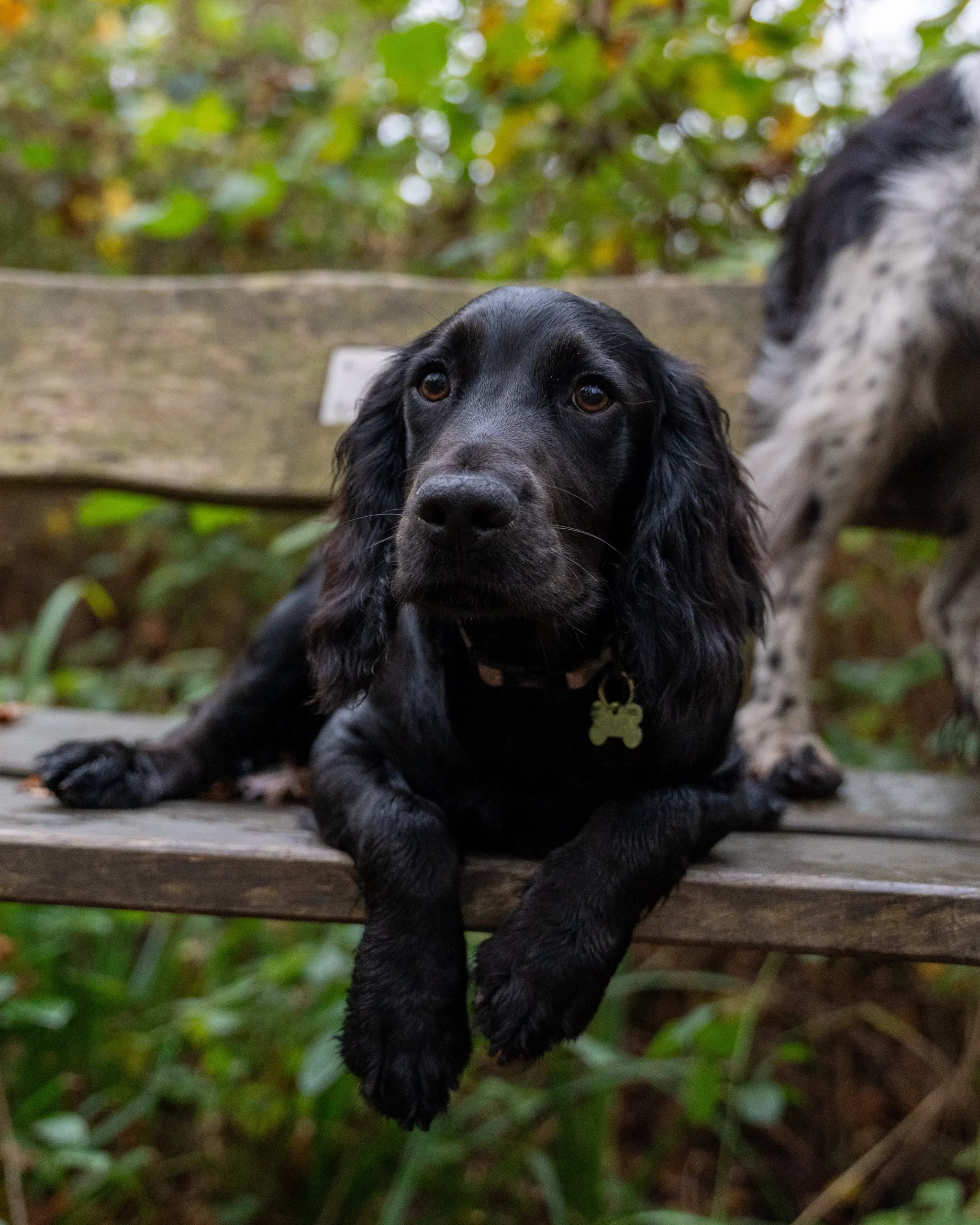 Close-up of Ralph the dog